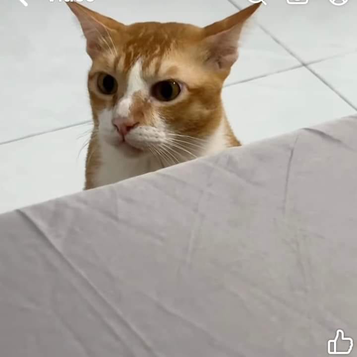 hình-ảnh-Tiêu đề random